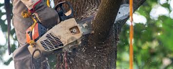 Best Storm Damage Tree Cleanup  in Cary, NC