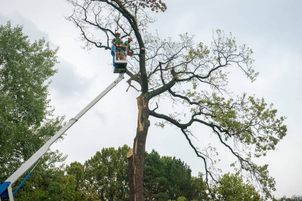 Best Tree Removal  in Cary, NC