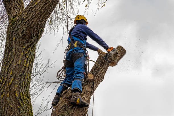  Cary, NC Tree Services Pros