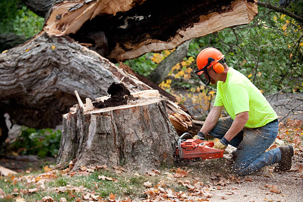 Why Choose Our Tree Removal Services in Cary, NC?