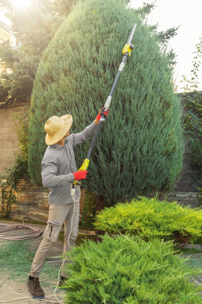 Best Tree and Shrub Care  in Cary, NC