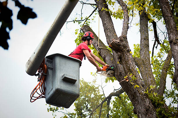 Best Emergency Tree Removal  in Cary, NC