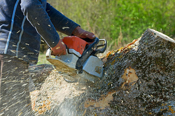 Best Tree Risk Assessment  in Cary, NC