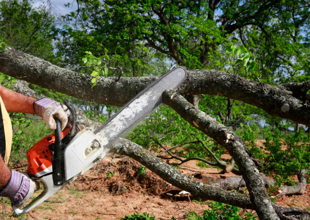 Reliable Cary, NC  Tree Services Solutions